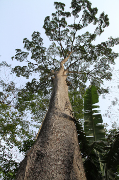 Arbre Milicia excelsa C Pallisco 240312 JLDoucet