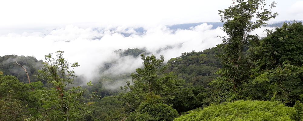 ForetGabon-JLDoucet