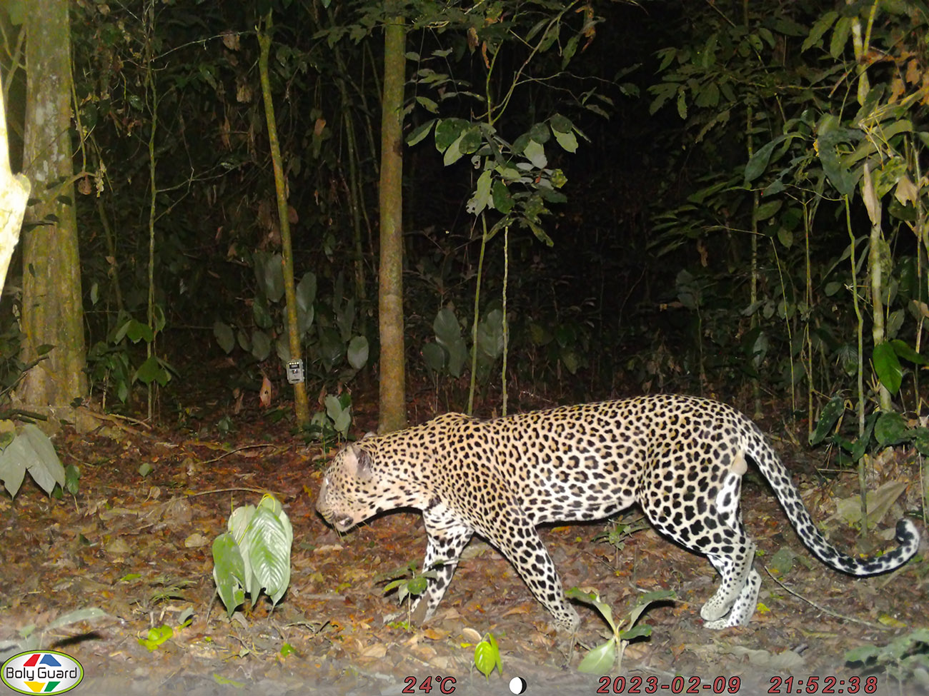 imgGalMos5
