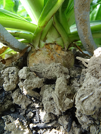 Biochar-V
