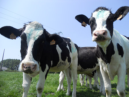 vaches